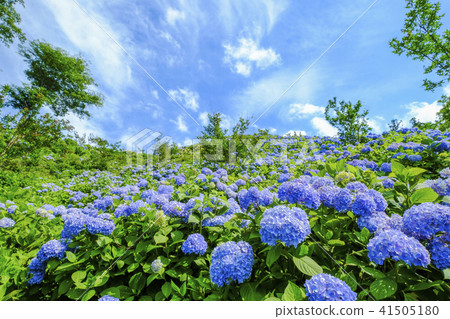 藍色繡球花牆 藍色繡球花牆 41505180