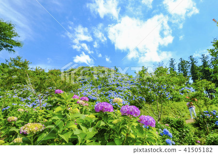 Blue hydrangea hill and pink hydrangea 41505182