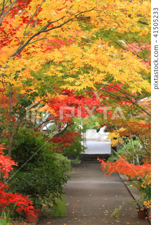 秋葉的Yakushi-ji寺廟Ichi Adachi-ku,東京 秋葉的Yakushi-ji寺廟Ichi Adachi-ku,東京 41505233