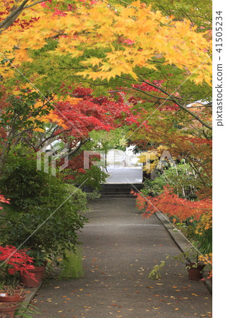 Yakushi-ji Temple of autumn leaves Ichi Adachi-ku, Tokyo 41505234
