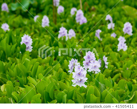 Water hyacinth blue 41505411