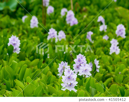 Water hyacinth blue 41505412