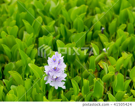 Water hyacinth blue 41505424