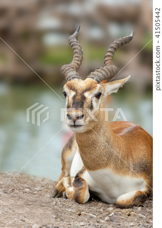 Blackbuck lying down. 41505442