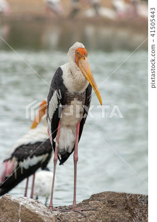 Bird near the river. 41505443