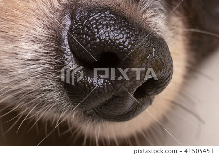 Macro of nose dog. Macro of nose dog. 41505451