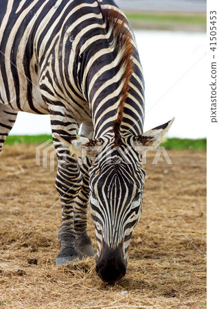 Zebra eating grass. Zebra eating grass. 41505453