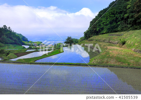 福島新田02的水稻梯田 福島新田02的水稻梯田 41505539