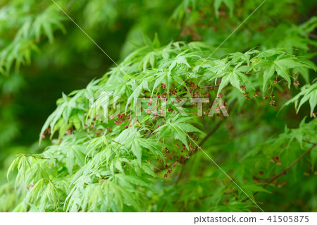 Iohamomojiji年輕葉子和花 41505875