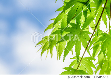Ilohamomida年輕葉子 Ilohamomida年輕葉子 41505885