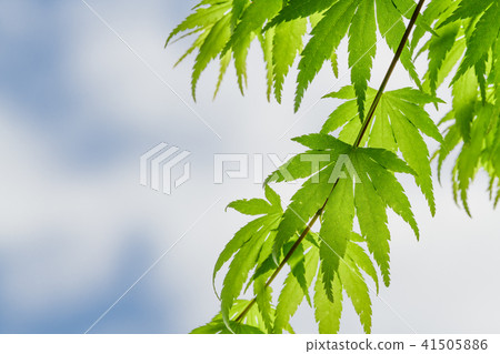 Ilohamomida年輕葉子 Ilohamomida年輕葉子 41505886