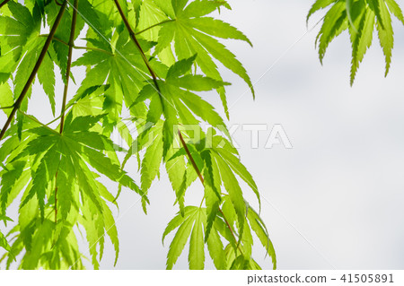Young leaves of Ilohamomida Young leaves of Ilohamomida 41505891
