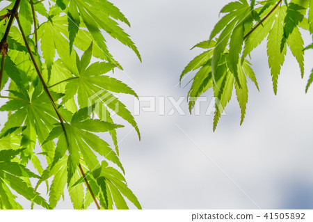Young leaves of Ilohamomida Young leaves of Ilohamomida 41505892