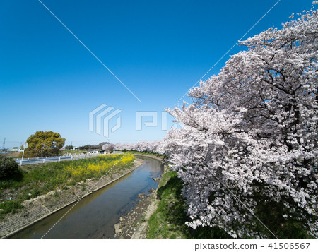 Cherry blossoms of Nishitikida, Tawaramoto-cho, Iso-gun, Nara Prefecture Cherry blossoms of Nishitikida, Tawaramoto-cho, Iso-gun, Nara Prefecture 41506567