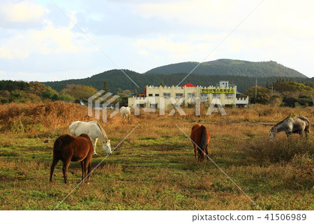 pasture pasture 41506989