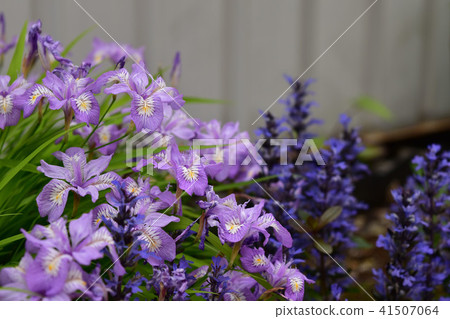 Hime Shaga和Ajga巧克力片 Hime Shaga和Ajga巧克力片 41507064