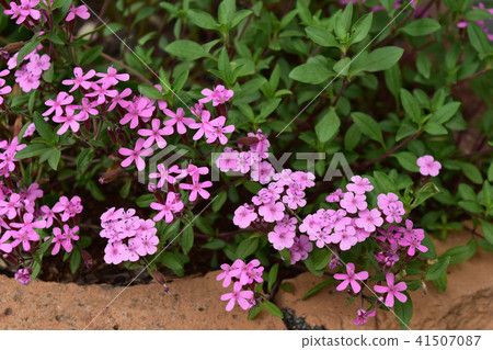 Small saponaria Small saponaria 41507087