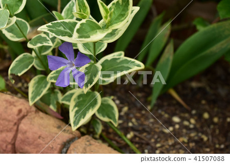 Flowers of Turnishitis 41507088