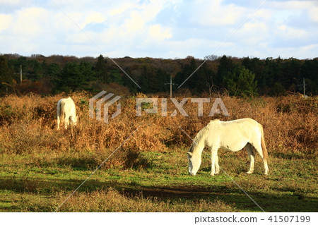 grazing grazing 41507199