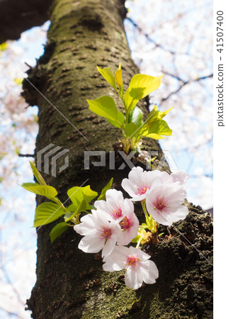 Cherry Blossoms Cherry Blossoms 41507400