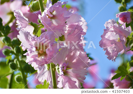 Blue sky and pink Fuyo flowers Blue sky and pink Fuyo flowers 41507403