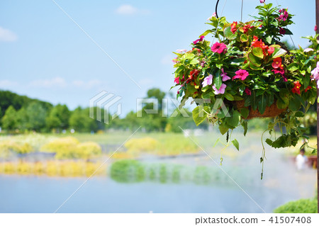 池塘和鮮花在公園裡 池塘和鮮花在公園裡 41507408
