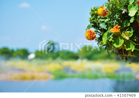 池塘和鮮花在公園裡 41507409