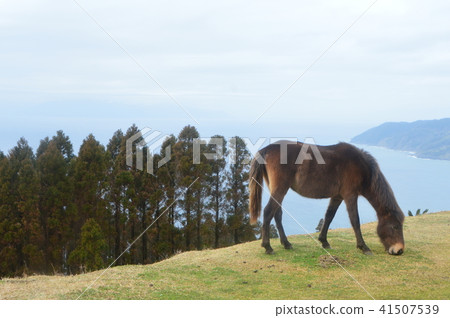 Misakiuma (Cape Miyazaki / Kushima-shi, Miyazaki Prefecture) Misakiuma (Cape Miyazaki / Kushima-shi, Miyazaki Prefecture) 41507539