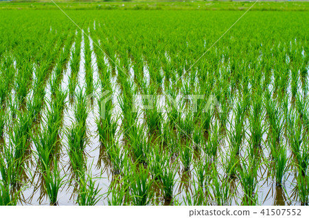 Paddy rice and water surface d in June background blur Paddy rice and water surface d in June background blur 41507552