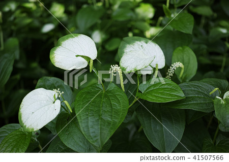 Hange的葉子和花顯示 Hange的葉子和花顯示 41507566