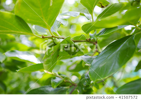 Immature green persimmon fruit Immature green persimmon fruit 41507572