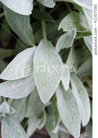 Rumsuier的葉子 41507588