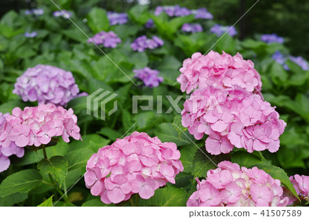 桃紅色五顏六色的墊鐵繡球花 41507589