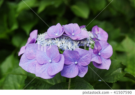 兩棲花卉繡球花上也有裝飾花 兩棲花卉繡球花上也有裝飾花 41507590