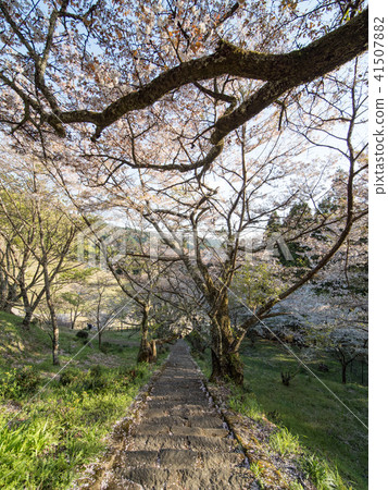 佛教寺廟千年櫻桃樹 41507882