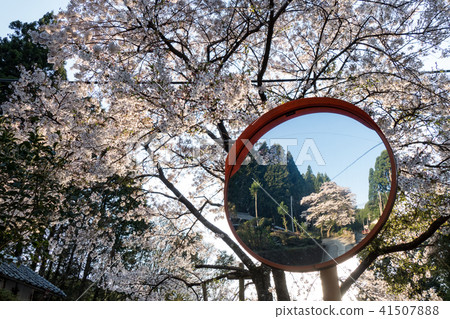 佛教寺廟千年櫻桃樹 41507888