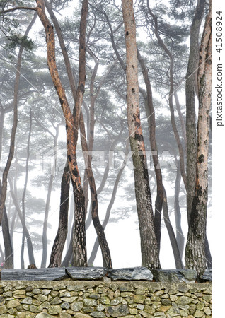 Pine, Deokgukdo, Ongjin, Incheon Pine, Deokgukdo, Ongjin, Incheon 41508924