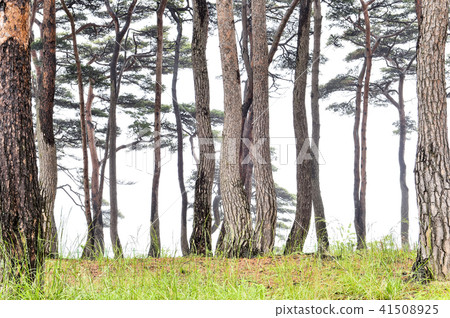 Pine, Deokgukdo, Ongjin, Incheon 41508925