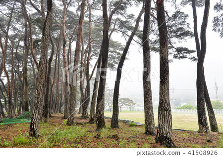 Pine, Deokgukdo, Ongjin, Incheon 41508926