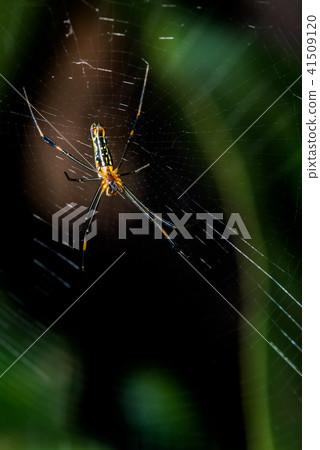 spider on the web in the forest, insect and animal spider on the web in the forest, insect and animal 41509120