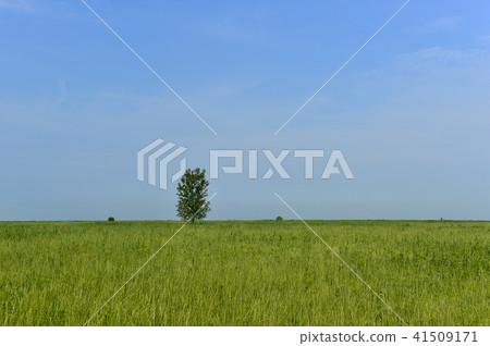 Saemangeum, Gimje city, Jeonbuk 41509171