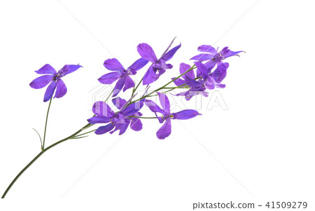 meadow purple flower isolated meadow purple flower isolated 41509279