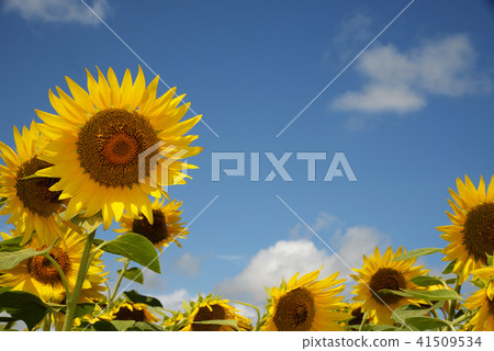 Sunflower sunflower sunflower summer copy space vivid yellow color nature 41509534