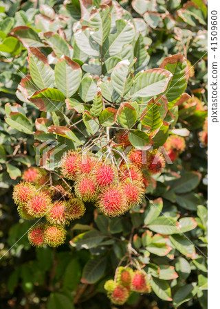 rambutan, Negrito, Semang, sweet Thai fruit 41509600