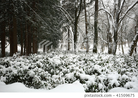 Winter of Sansa Winter of Sansa 41509675