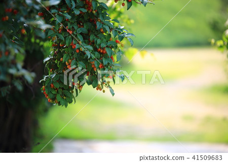 治療花園 治療花園 41509683