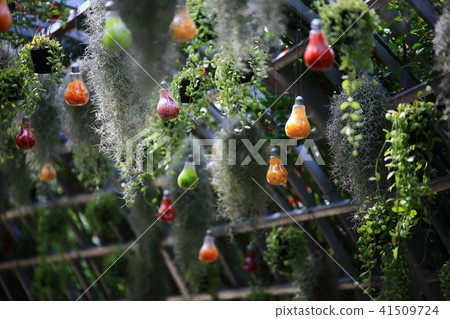 治療花園 治療花園 41509724