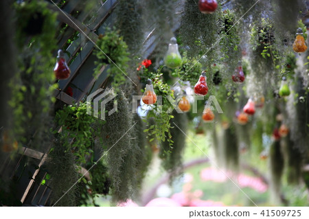 治療花園 治療花園 41509725