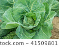 Spring cabbage 41509801