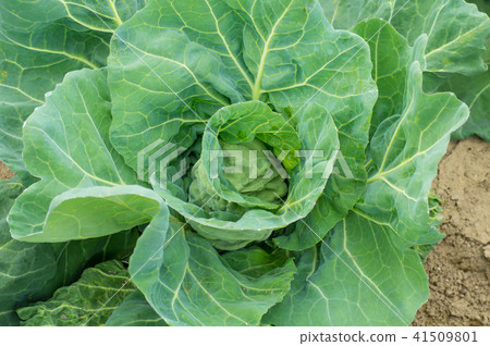 春捲心菜 春捲心菜 41509801